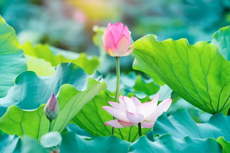 Yoga mit Mozart: Ave verum corpus und das Pianokonzert #19 Yoga mit Mozart: Ave verum corpus und das Pianokonzert #19