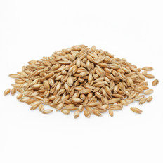 Gerste Ein Haufen Gerstenkörner auf weißem Hintergrund