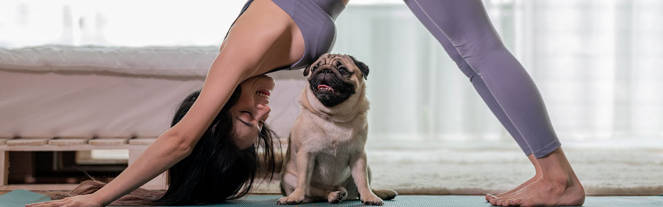 Person in Yoga-Position streckt sich neben einem Mops