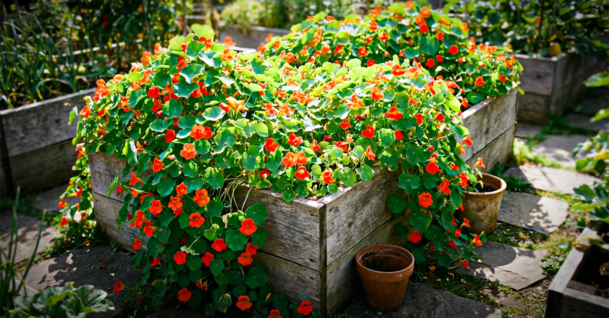 Deine essbaren Blüten und Kräuter – frisch aus dem Garten Bunte essbare Blüten und frische Kräuter auf Holztisch nach der Ernte, bereit zum Kochen